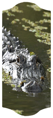 Alligator